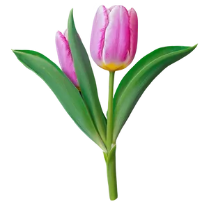 Vibrant Tulip Png 82 PNG Image