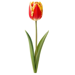 Vibrant Tulip Png Acy PNG Image