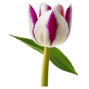 Vibrant Tulip Png Sjy PNG Image