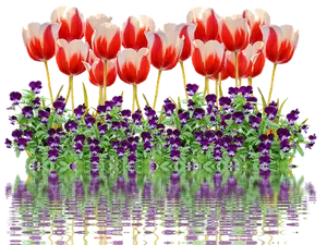 Vibrant_ Tulips_and_ Pansies_ Reflection PNG Image