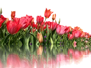 Vibrant_ Tulips_ Reflection PNG Image