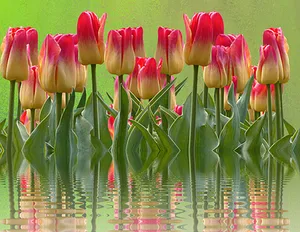 Vibrant_ Tulips_ Reflections PNG Image