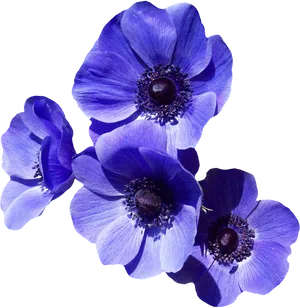 Vibrant Violet Anemone Flowers PNG Image