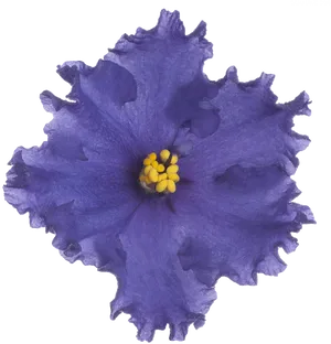 Vibrant Violet Flower Isolated PNG Image