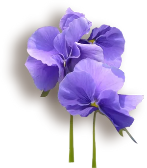 Vibrant Violet Flowers PNG Image