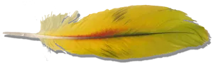 Vibrant Yellow Bird Feather PNG Image