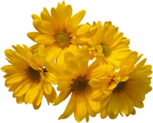 Vibrant Yellow Chrysanthemums Black Background PNG Image