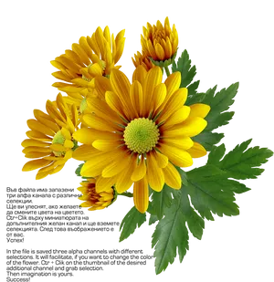 Vibrant Yellow Chrysanthemums PNG Image