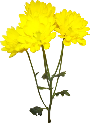 Vibrant Yellow Chrysanthemums PNG Image