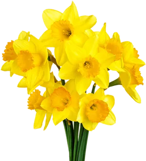 Vibrant Yellow Daffodils Bouquet PNG Image