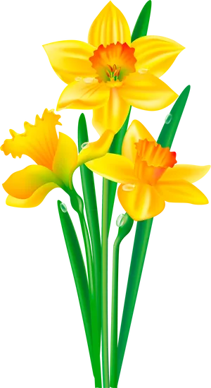 Vibrant Yellow Daffodils Illustration PNG Image