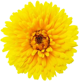 Vibrant Yellow Flower Isolated PNG Image