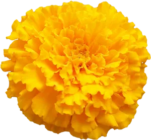 Vibrant Yellow Marigold Flower PNG Image