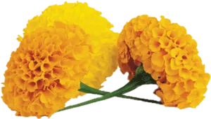 Vibrant Yellow Marigolds.png PNG Image