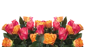 Vibrant Yellow Pink Roses Black Background PNG Image