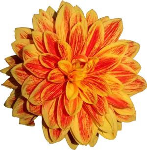 Vibrant Yellow Red Dahlia Flower PNG Image