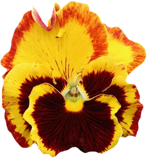 Vibrant Yellow Red Pansy Flower PNG Image