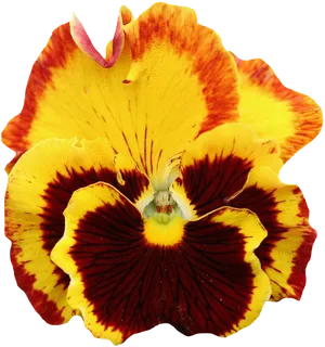 Vibrant Yellow Red Pansy Flower PNG Image