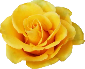 Vibrant_ Yellow_ Rose_ Closeup.png PNG Image