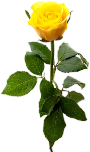 Vibrant Yellow Rose Stem PNG Image