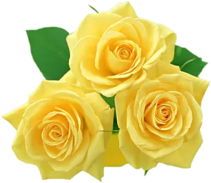 Vibrant Yellow Roses Bouquet PNG Image