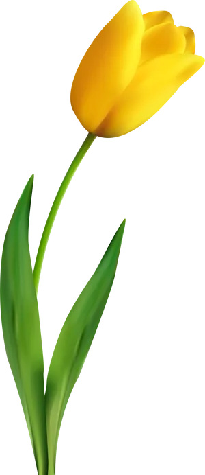 Vibrant Yellow Tulip Flower PNG Image