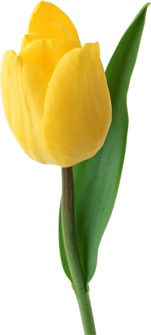 Vibrant Yellow Tulip Single Bloom PNG Image