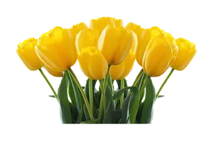 Vibrant Yellow Tulips Black Background PNG Image