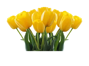 Vibrant Yellow Tulips Black Background PNG Image