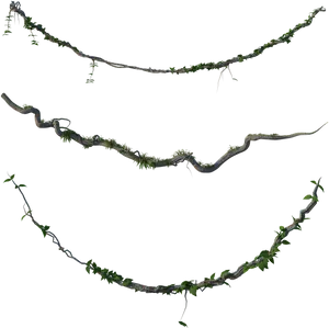 Vine_ Pattern_ Transparent_ Background PNG Image