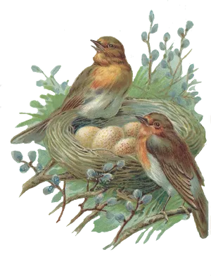 Vintage Birds Nest Illustration PNG Image