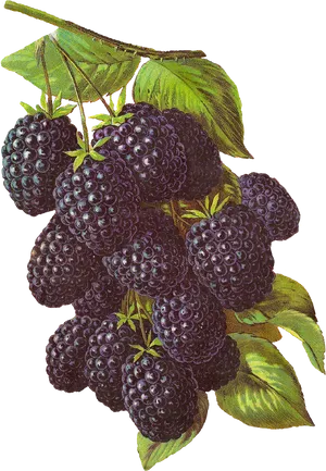 Vintage Blackberry Illustration PNG Image