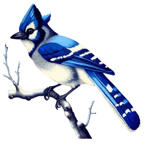 Vintage Blue Jay Illustration Png 22 PNG Image