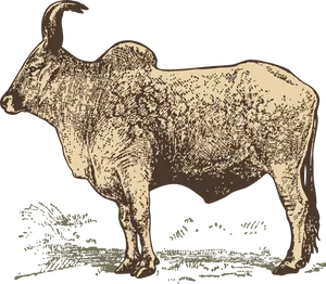 Vintage Buffalo Illustration PNG Image