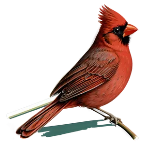 Vintage Cardinal Illustration Png 14 PNG Image