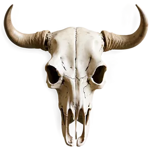 Vintage Cow Skull Drawing Png Hjt PNG Image