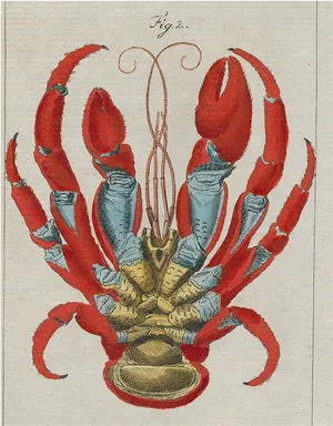 Vintage Crayfish Illustration PNG Image