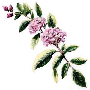 Vintage Crepe Myrtle Illustration Png Ubt PNG Image