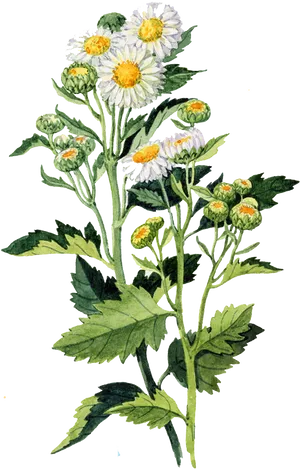 Vintage Daisy Illustration PNG Image