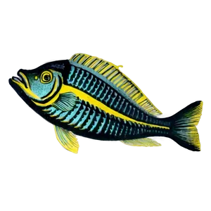 Vintage Fish Drawing Png God59 PNG Image