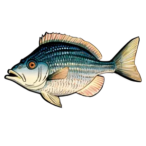 Vintage Fish Drawing Png Ipx PNG Image