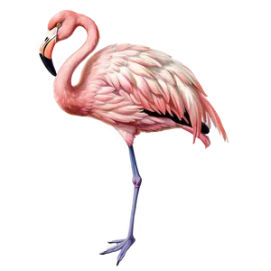 Vintage Flamingo Sketch Png Egj PNG Image