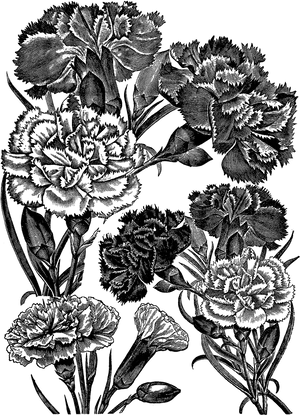 Vintage Floral Etching Artwork PNG Image