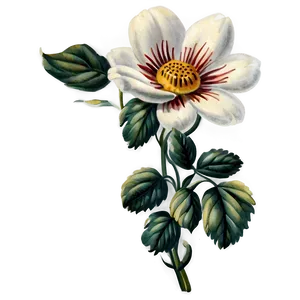 Vintage Flower Illustration Png Feg62 PNG Image