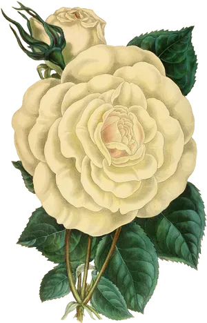 Vintage Illustrated White Rose PNG Image