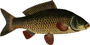 Vintage Illustration Carp PNG Image