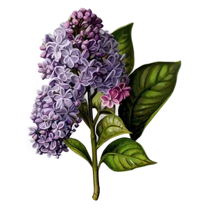 Vintage Lilac Png 16 PNG Image