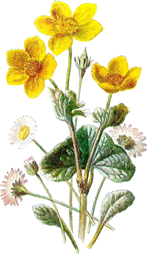 Vintage Marigoldand Daisy Illustration PNG Image