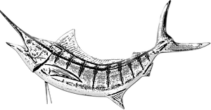 Vintage Marlin Sketch PNG Image