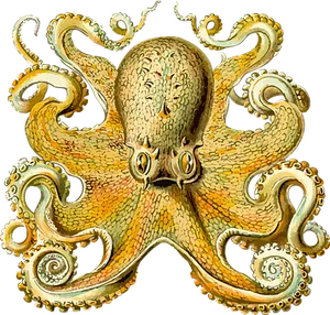 Vintage Octopus Illustration PNG Image